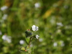 Bothriospermum chinense