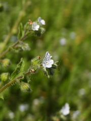 Bothriospermum chinense