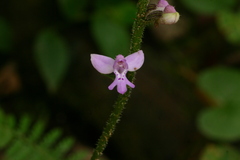 Cynorkis kassneriana