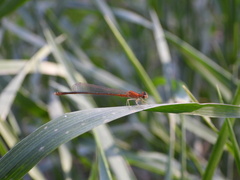 Ischnura asiatica
