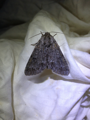 Acronicta hastulifera