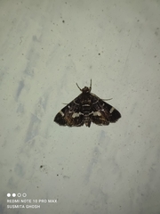 Hymenia