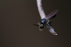 Cerotainia