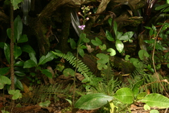 Cynorkis kassneriana