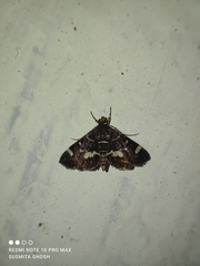 Hymenia
