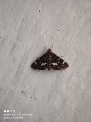 Hymenia