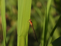 Ischnura asiatica