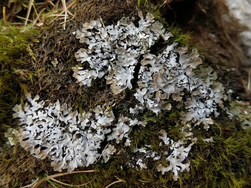 Ground Frost Lichen