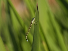 Ischnura asiatica