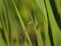 Ischnura asiatica