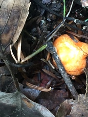 Hypomyces lactifluorum