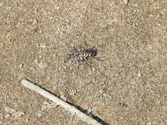Cicindela transbaicalica