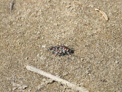 Cicindela transbaicalica