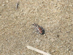 Cicindela transbaicalica