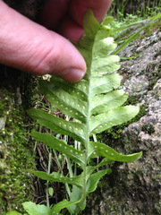 Polypodium calirhiza