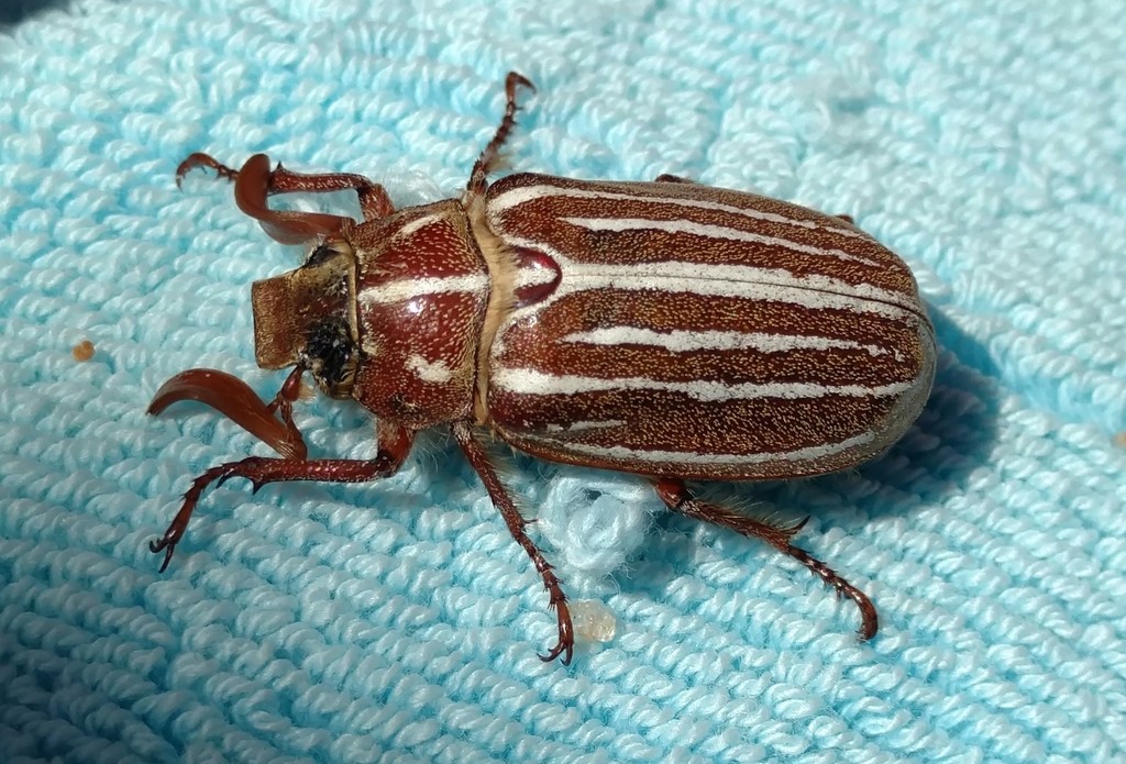 Polyphylla sobrina