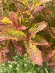 Vaccinium cylindraceum