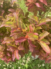 Vaccinium cylindraceum