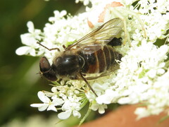 Hybomitra difficilis