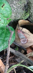 Scamandra