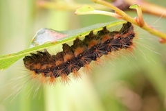Acronicta auricoma