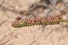 Dalea phleoides