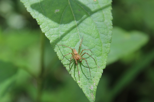 nursery web spiders