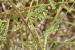Dalea phleoides