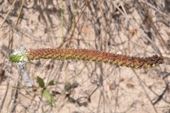 Dalea phleoides