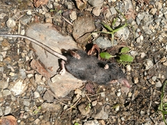 Sorex alpinus