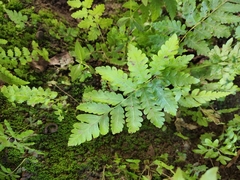 Polypodiopsida