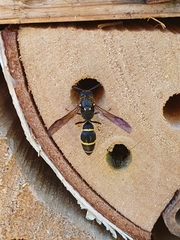 Ancistrocerus antilope