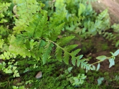 Polypodiopsida