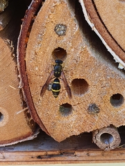 Ancistrocerus antilope