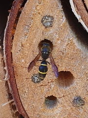 Ancistrocerus antilope