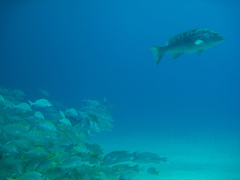 Mycteroperca rosacea