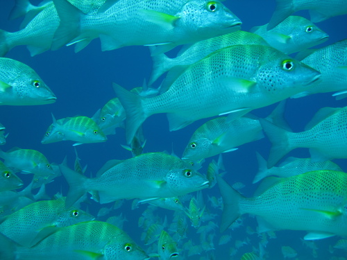 Photo of Sixbar Grunt (Haemulon sexfasciatum)