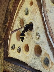Ancistrocerus antilope