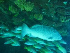 Mycteroperca rosacea