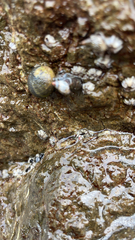 Nerita scabricosta