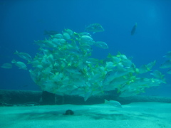 Yellowtail Snapper
