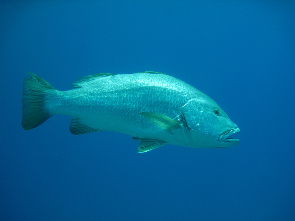 Foto de Pargo prieto (Lutjanus novemfasciatus)