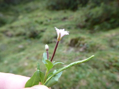 Epilobium alsinifolium