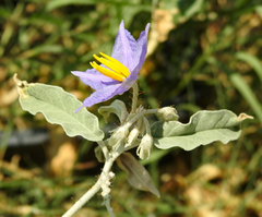 Solanum elaeagnifolium
