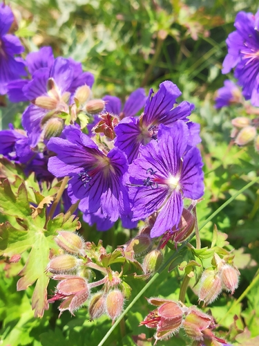 Geranium gymnocaulon, photograph 6