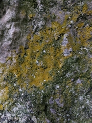 Leproplaca xantholyta