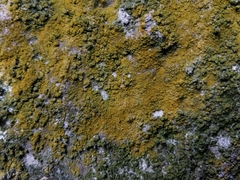 Leproplaca xantholyta