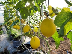 Cucumis melo inodorus