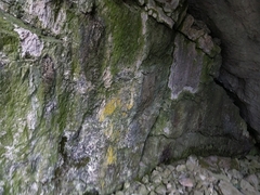 Leproplaca xantholyta