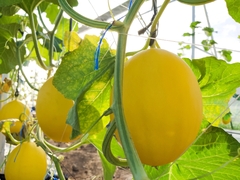 Cucumis melo inodorus